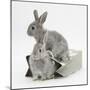 Two Baby Silver Rabbits in a Gift Bag-Mark Taylor-Mounted Photographic Print