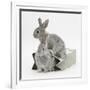 Two Baby Silver Rabbits in a Gift Bag-Mark Taylor-Framed Photographic Print