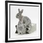 Two Baby Silver Rabbits in a Gift Bag-Mark Taylor-Framed Photographic Print