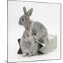 Two Baby Silver Rabbits in a Gift Bag-Mark Taylor-Mounted Photographic Print