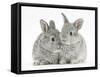 Two Baby Silver Rabbits-Mark Taylor-Framed Stretched Canvas