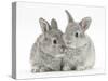 Two Baby Silver Rabbits-Mark Taylor-Stretched Canvas