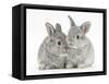 Two Baby Silver Rabbits-Mark Taylor-Framed Stretched Canvas