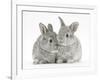 Two Baby Silver Rabbits-Mark Taylor-Framed Photographic Print