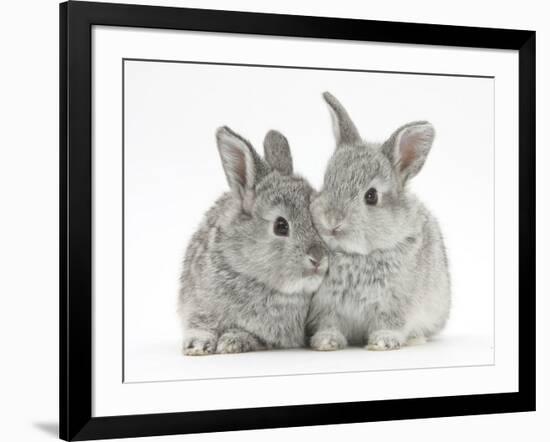 Two Baby Silver Rabbits-Mark Taylor-Framed Photographic Print