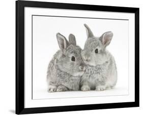 Two Baby Silver Rabbits-Mark Taylor-Framed Photographic Print