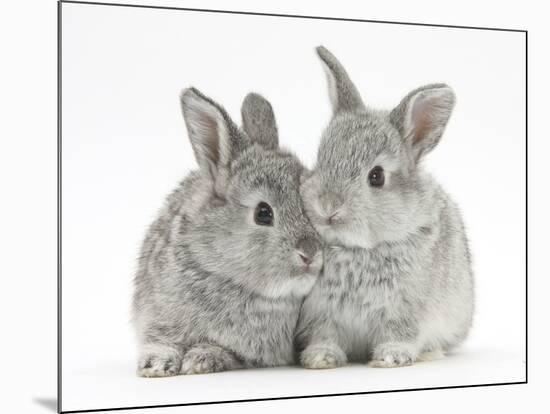 Two Baby Silver Rabbits-Mark Taylor-Mounted Photographic Print