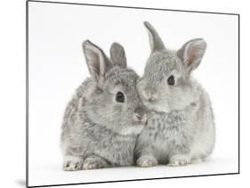 Two Baby Silver Rabbits-Mark Taylor-Mounted Photographic Print