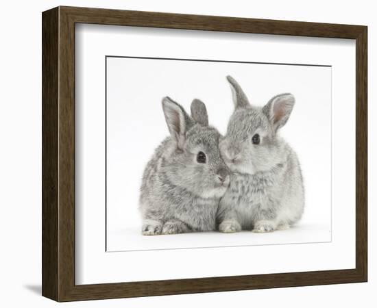 Two Baby Silver Rabbits-Mark Taylor-Framed Photographic Print