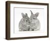 Two Baby Silver Rabbits-Mark Taylor-Framed Photographic Print