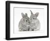 Two Baby Silver Rabbits-Mark Taylor-Framed Photographic Print