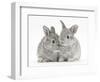 Two Baby Silver Rabbits-Mark Taylor-Framed Photographic Print