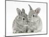 Two Baby Silver Rabbits-Mark Taylor-Mounted Photographic Print