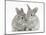 Two Baby Silver Rabbits-Mark Taylor-Mounted Photographic Print