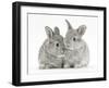 Two Baby Silver Rabbits-Mark Taylor-Framed Photographic Print