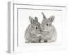 Two Baby Silver Rabbits-Mark Taylor-Framed Photographic Print