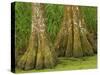 Two Bald Cypress Trees, Magnolia Plantation, Charleston, South Carolina, USA-Corey Hilz-Stretched Canvas