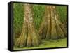 Two Bald Cypress Trees, Magnolia Plantation, Charleston, South Carolina, USA-Corey Hilz-Framed Stretched Canvas