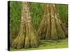 Two Bald Cypress Trees, Magnolia Plantation, Charleston, South Carolina, USA-Corey Hilz-Stretched Canvas