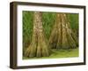 Two Bald Cypress Trees, Magnolia Plantation, Charleston, South Carolina, USA-Corey Hilz-Framed Photographic Print