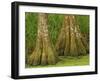 Two Bald Cypress Trees, Magnolia Plantation, Charleston, South Carolina, USA-Corey Hilz-Framed Photographic Print