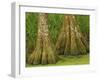 Two Bald Cypress Trees, Magnolia Plantation, Charleston, South Carolina, USA-Corey Hilz-Framed Photographic Print