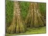 Two Bald Cypress Trees, Magnolia Plantation, Charleston, South Carolina, USA-Corey Hilz-Mounted Photographic Print