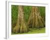 Two Bald Cypress Trees, Magnolia Plantation, Charleston, South Carolina, USA-Corey Hilz-Framed Photographic Print