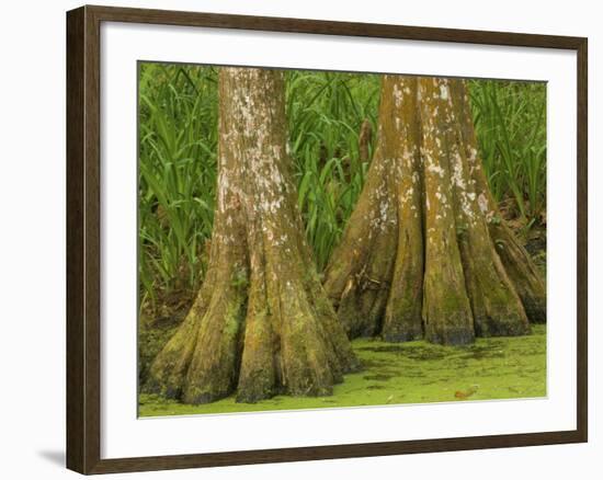 Two Bald Cypress Trees, Magnolia Plantation, Charleston, South Carolina, USA-Corey Hilz-Framed Photographic Print