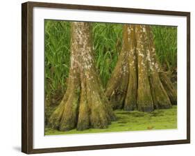 Two Bald Cypress Trees, Magnolia Plantation, Charleston, South Carolina, USA-Corey Hilz-Framed Photographic Print