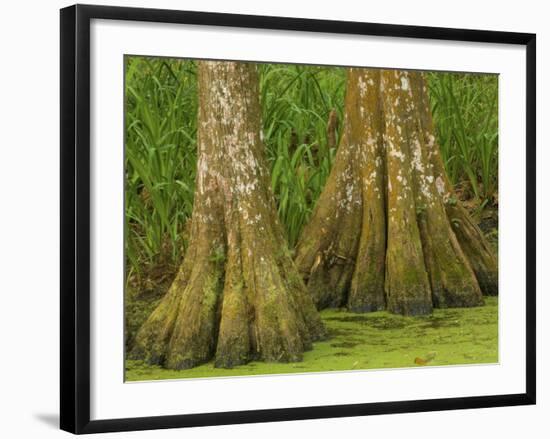 Two Bald Cypress Trees, Magnolia Plantation, Charleston, South Carolina, USA-Corey Hilz-Framed Photographic Print