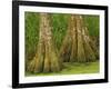 Two Bald Cypress Trees, Magnolia Plantation, Charleston, South Carolina, USA-Corey Hilz-Framed Photographic Print