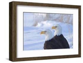 Two Bald Eagles (Haliaeetus leucocephalus), Alaska, US-Keren Su-Framed Photographic Print