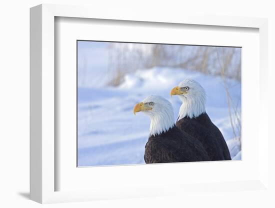Two Bald Eagles (Haliaeetus leucocephalus), Alaska, US-Keren Su-Framed Photographic Print
