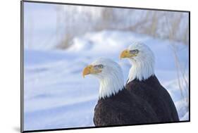 Two Bald Eagles (Haliaeetus leucocephalus), Alaska, US-Keren Su-Mounted Photographic Print