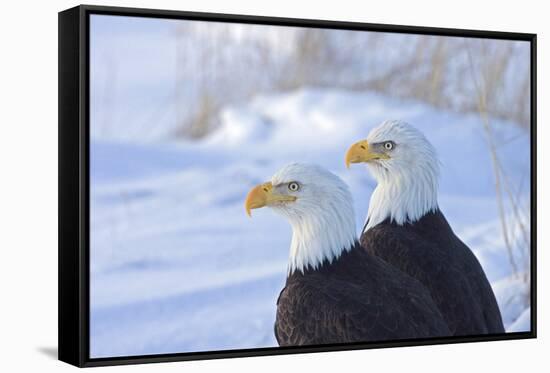 Two Bald Eagles (Haliaeetus leucocephalus), Alaska, US-Keren Su-Framed Stretched Canvas