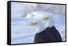 Two Bald Eagles (Haliaeetus leucocephalus), Alaska, US-Keren Su-Framed Stretched Canvas