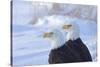 Two Bald Eagles (Haliaeetus leucocephalus), Alaska, US-Keren Su-Stretched Canvas