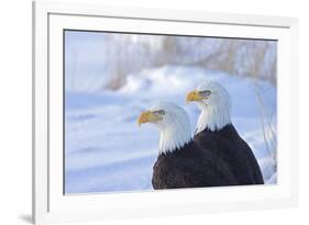 Two Bald Eagles (Haliaeetus leucocephalus), Alaska, US-Keren Su-Framed Photographic Print