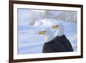 Two Bald Eagles (Haliaeetus leucocephalus), Alaska, US-Keren Su-Framed Photographic Print
