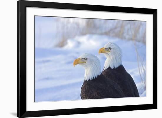 Two Bald Eagles (Haliaeetus leucocephalus), Alaska, US-Keren Su-Framed Photographic Print