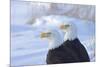 Two Bald Eagles (Haliaeetus leucocephalus), Alaska, US-Keren Su-Mounted Photographic Print