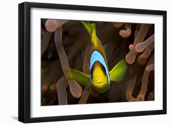 Two Banded Anemonefish, Red Sea Clownfish-null-Framed Photographic Print