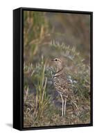 Two-Banded Courser (Double-Banded Courser) (Rhinoptilus Africanus)-James Hager-Framed Stretched Canvas