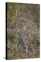 Two-Banded Courser (Double-Banded Courser) (Rhinoptilus Africanus)-James Hager-Stretched Canvas