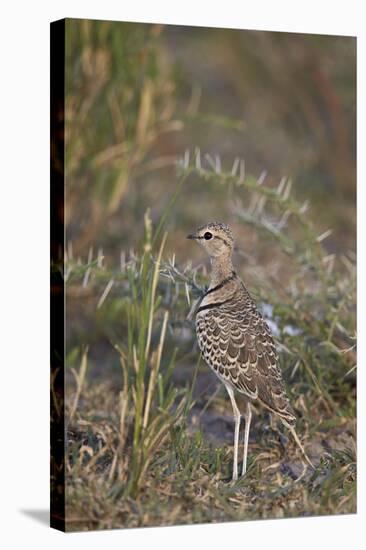 Two-Banded Courser (Double-Banded Courser) (Rhinoptilus Africanus)-James Hager-Stretched Canvas