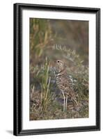 Two-Banded Courser (Double-Banded Courser) (Rhinoptilus Africanus)-James Hager-Framed Photographic Print