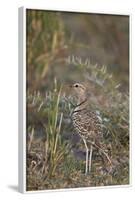 Two-Banded Courser (Double-Banded Courser) (Rhinoptilus Africanus)-James Hager-Framed Photographic Print