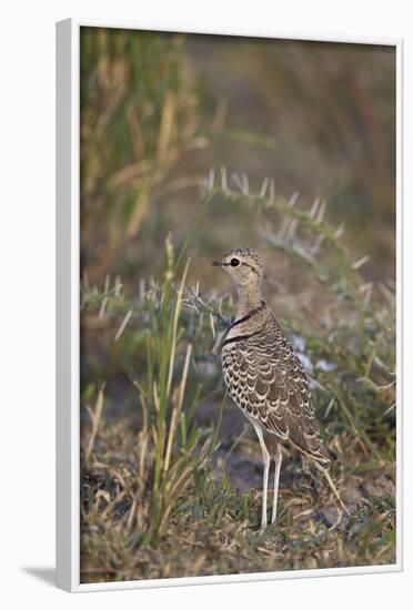 Two-Banded Courser (Double-Banded Courser) (Rhinoptilus Africanus)-James Hager-Framed Photographic Print