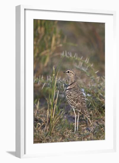 Two-Banded Courser (Double-Banded Courser) (Rhinoptilus Africanus)-James Hager-Framed Photographic Print